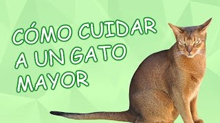 Cómo cuidar a un gato mayor [upl. by Assylla]