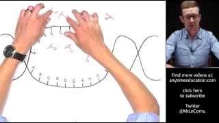 Protein Synthesis Part 1 of 2  Transcription [upl. by Deelaw]