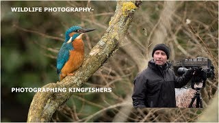 Photographing Kingfishers wildlife photography [upl. by Ahseihs255]