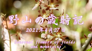 野山の歳時記 春本番の花たち 2021年4月27日 [upl. by Yruy]