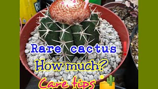 MELOCACTUS  RARE CACTUS  HOW MUCH amp CARE TIPS  SEED GERMINATION [upl. by Greyson]