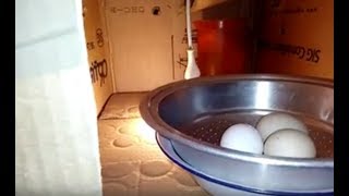 فقاسه يدويه مشروع ناجح 100 بلمبه وكرتونه وشفشق مايه  how to make egg incubator [upl. by Nigem]