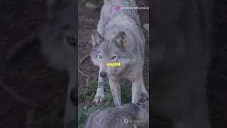 DNAs Role in Animal Behavior Explained facts shorts science viral [upl. by Diraj]