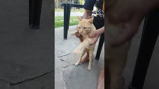 Gato chatran bailando cumbia [upl. by Thalia219]