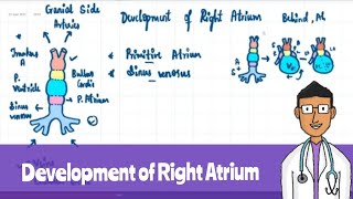 Development of Right Atrium [upl. by Huldah]