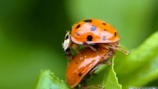 Laccouplement de la Coccinelle  superbe vidéo [upl. by Noraj397]