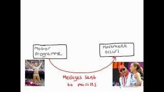 AS P E  Skill Acquisition  Open Loop control [upl. by Gemma]