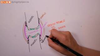 Dyrlegehjelpens  Hva er forkalkning  artrose [upl. by Renell706]