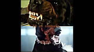 Rottweiler vs doberman [upl. by Madlen799]