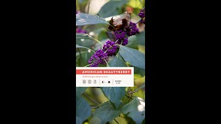 Beautyberry Callicarpa americana amp Callicarpa dichotoma [upl. by Boony138]