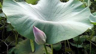 Nelumbo nucifera [upl. by Rostand232]