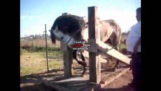 ARLEY PEREZ POR NECESIDAD DEJO SU RANCHO BY GUERITOwmv [upl. by Lissa]