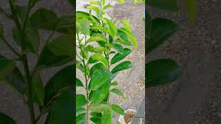 🌿 Guyabano can Cure Prostrate Cancer and Thyroid Deficiency Goiter Natural Remedies  See Comment [upl. by Kin]