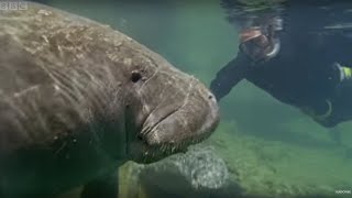 Manatees Have Bad Breath  Life Of Mammals  BBC Earth [upl. by Glinys]