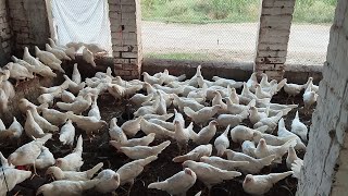 Pakistan Poultry Farm  Pakistan Production  Pakistan farming  part 15 [upl. by Gnirps]