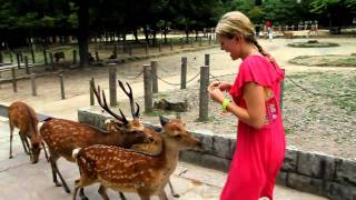 Deer attack in Nara Park [upl. by Aerbua]