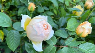 English Rose Garden Tour 2023  First Flush  Part 1  Shrubs  Ramblers  Climbers  Hybrid Teas [upl. by Anabahs]