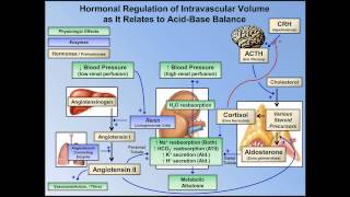 Metabolic Alkalosis ABG Interpretation  Lesson 10 [upl. by Janean]