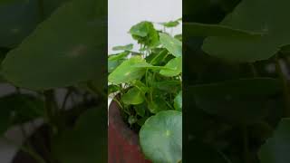 ytshorts gardening brahmi plant beautiful green plant coin plant [upl. by Junna787]