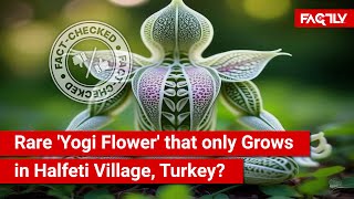 FACT CHECK Viral Image Shows Rare Yogi Flower that only Grows in Halfeti Village Turkey [upl. by Ellynad]