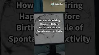 How Brain Wiring Happens Before Birth The Role of Spontaneous Activity biology ytshortsshorts [upl. by Hgielrak]