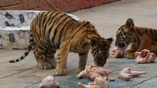 Tiger cubs eating meat tiger bengaltiger tigercub babytigers kitty kitten cute zoo [upl. by Khudari]