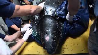 Huge leatherback found at Folly Beach first sea turtle nest of season laid [upl. by Odnam]