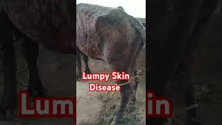 Severe Lumpy Skin Disease Virus Inflection in Cattle [upl. by Einafets]