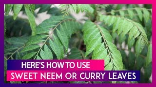 Interesting Ways To Add Sweet Neem Or Curry Leaves To Your Diet Health Tips [upl. by Suoivatco]