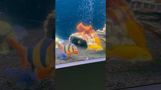 aquarium fish cichlid fishing fishtank aquariumfish tropicalfish animals pets makrakanta [upl. by Pollak347]