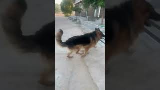 Gsd dog power germansheparddog shorts ytshorts [upl. by Nonad]