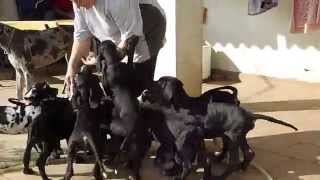 GREAT DANES puppies 2 months old to HAUS DAS FREUDE  romanian kennel [upl. by Carlee263]