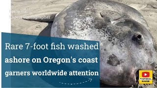 Rare 7foot fish washed ashore on Oregons coast garners worldwide attention [upl. by Notrub258]