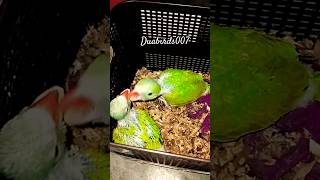 Indian Ringneck Chicks shorts youtubeshorts talkingparrot haiderhaiderrecords [upl. by Ynnal]