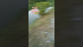 Lele ne ucul Bolo fishing mancing mancingmania fishinglife shortsvideo viralvideo short [upl. by Grenville252]