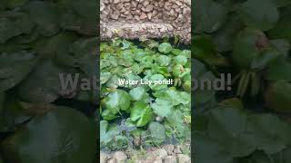 Water lily pond in the back yard garden homegarden [upl. by Alleunamme]