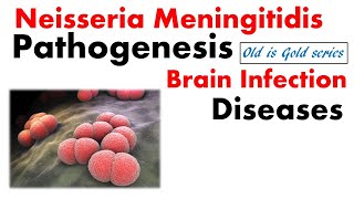 Neisseria meningitidis microbiology  Pathogenesis lab diagnosis disease treatment [upl. by Knox]