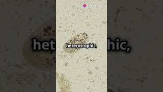 Characterstic of protista Part 2 neet shorts viral bio [upl. by Almallah]