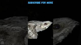 SCARY BIRD 🐦 European nightjar part 2 shorts [upl. by Norat]