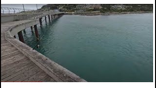 Lorne Pier Shark action [upl. by Naiviv]