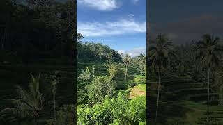 Tegalalang Rice Terraces in Bali travel indonesia bali riceterraces [upl. by Ijar]