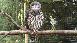 Barking Owl [upl. by Filip]