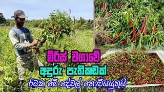 මිරිස් වගාවේ අඳුරු පැතිකඩක්  miris wagawa  miris wagawa sinhala  how to grow Chili [upl. by Elleimac]