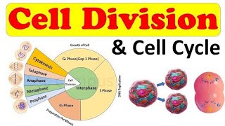 Cell Cycle and Cell division  class 11 full NCERT in Hinglish language notes reading [upl. by Acinahs]