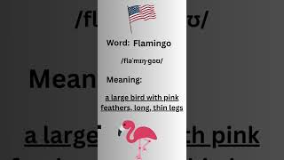 How to Pronounce Flamingo in American Accent Correctly americanaccent americanpronounce [upl. by Ahsiuqram]