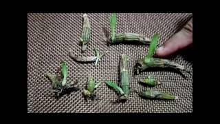 How to propagate dendrobium orchids the most effective way [upl. by Misab]