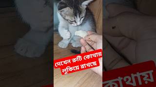 cat cutecat funny viralvideo youtubeshorts [upl. by Neelloc747]