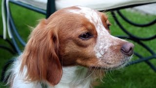 Brittany Spaniel Epagneul Breton [upl. by Kermit318]