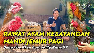 RAWATAN HARIAN AYAM KESAYANGAN MANDI JEMUR  Vlog Adityafarm 99 [upl. by Atwahs130]