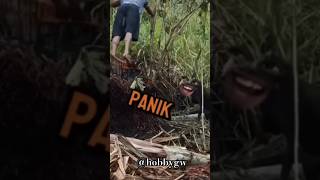 panik kau dek panikattacke babi prank [upl. by Hillell]